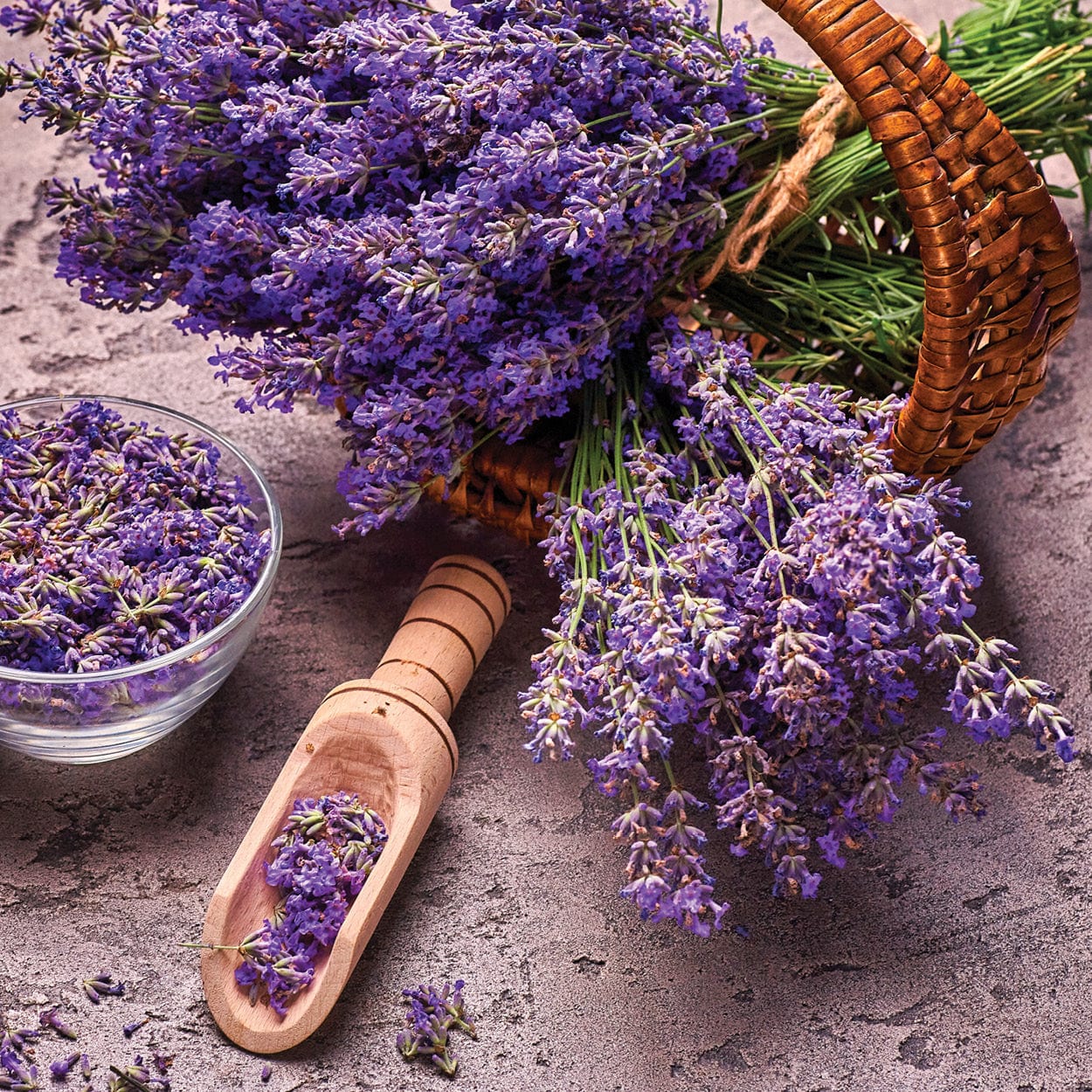 lavender