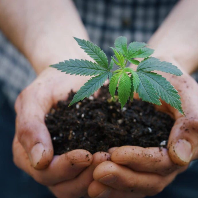 How Hemp Helps - 6 Top Ways It Benefits Your Life and the Planet